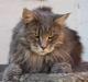 Maine Coon Piilcoon´s Aragon 