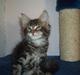 Maine Coon Piilcoon´s Bacardi