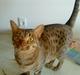Ocicat Camena 