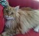Maine Coon Cæsar