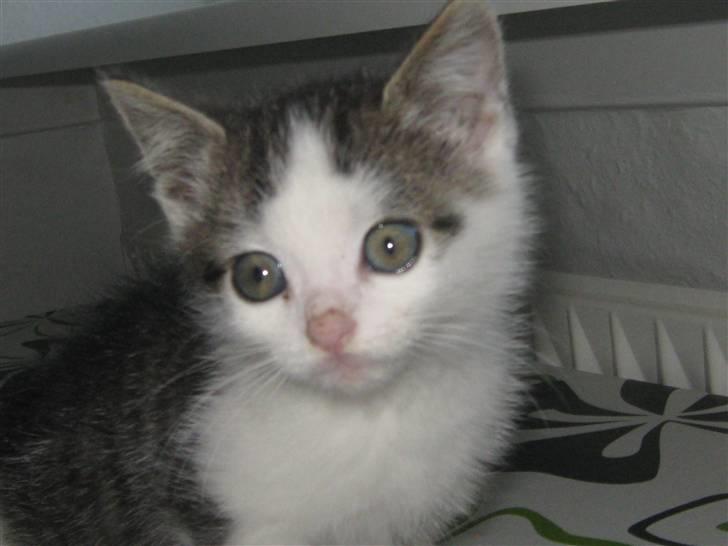 Huskat Pixie - solgt billede 1