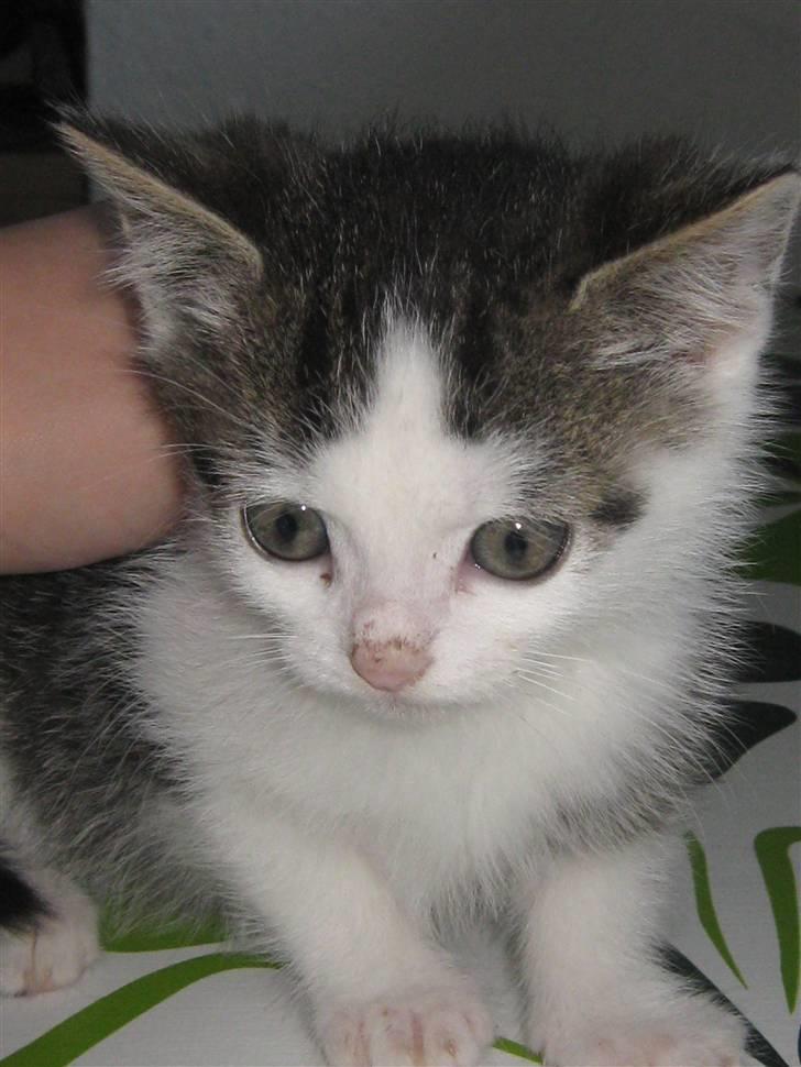 Huskat Pixie - solgt billede 2