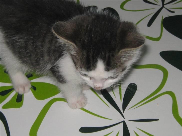 Huskat Pixie - solgt billede 3