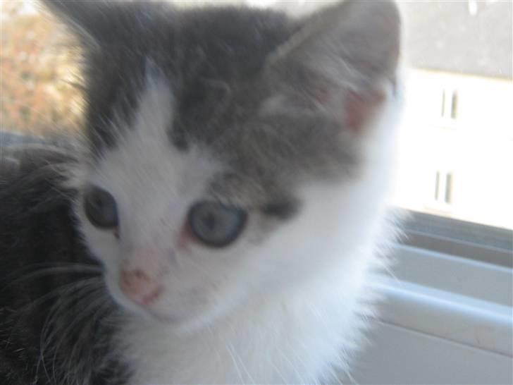 Huskat Pixie - solgt billede 4