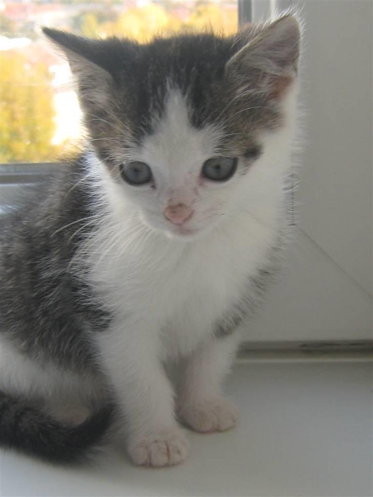 Huskat Pixie - solgt billede 5