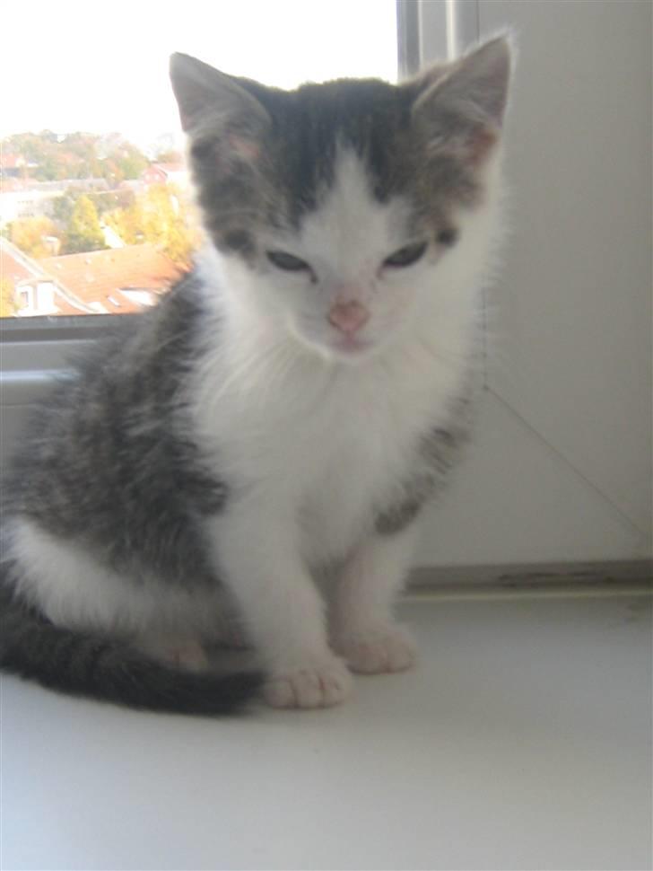 Huskat Pixie - solgt billede 6