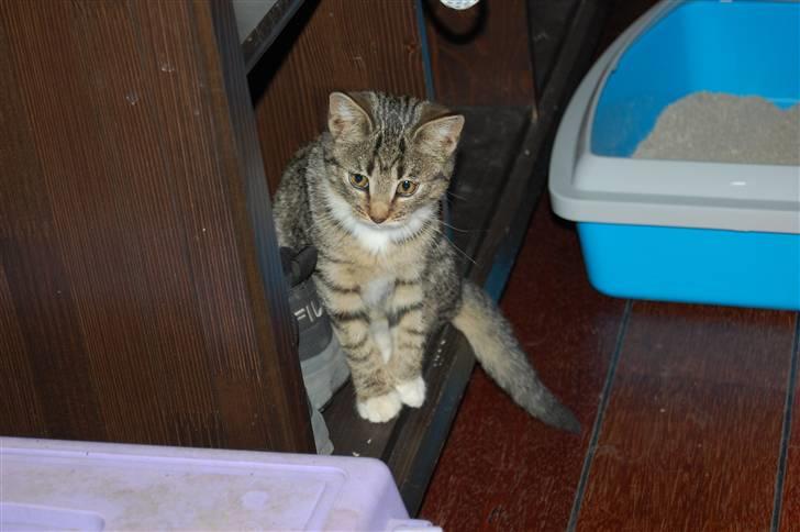 Huskat Bette Møv billede 1