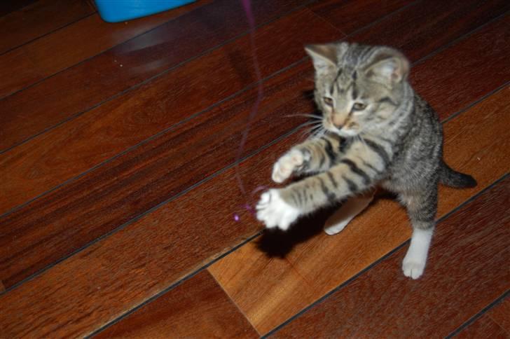 Huskat Bette Møv billede 2