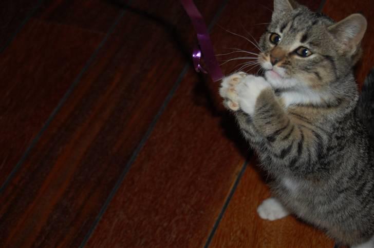 Huskat Bette Møv billede 3