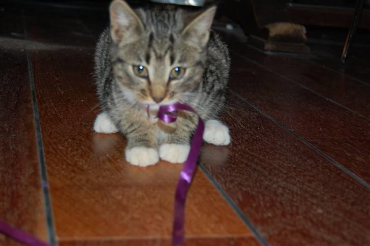 Huskat Bette Møv billede 4