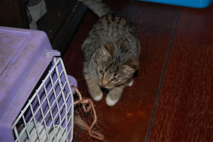 Huskat Bette Møv billede 5