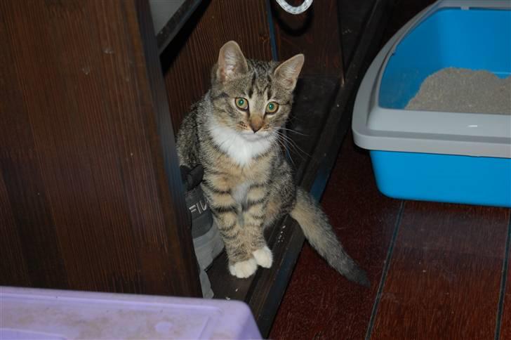 Huskat Bette Møv billede 6