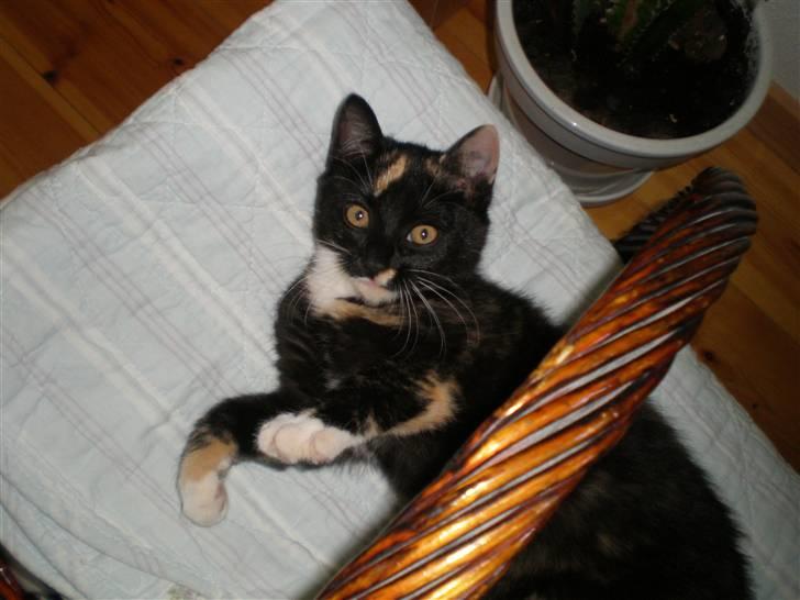 Huskat FredeBo's TulleRosa - zzzzzzzzzZZZZZZZzzzzz billede 7