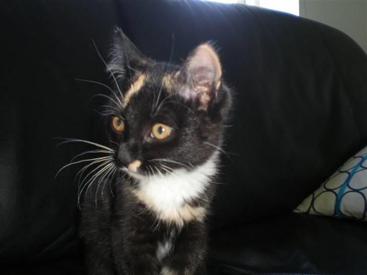 Huskat FredeBo's TulleRosa - Rosa sidder og ser tv xD billede 8