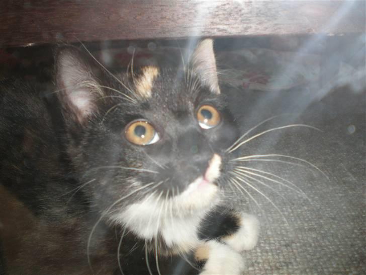 Huskat FredeBo's TulleRosa - Rosa kigger på kameraet billede 9