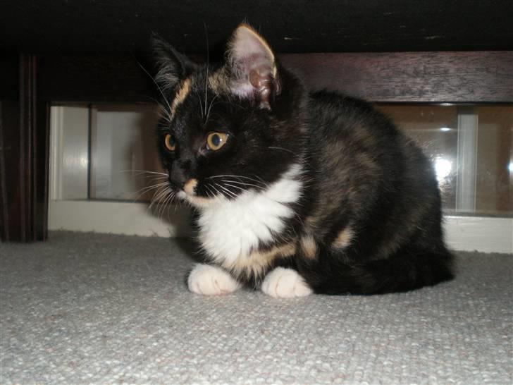 Huskat FredeBo's TulleRosa - Rosa gemmer sig under sofaen billede 10