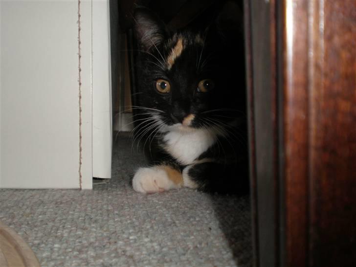 Huskat FredeBo's TulleRosa billede 11