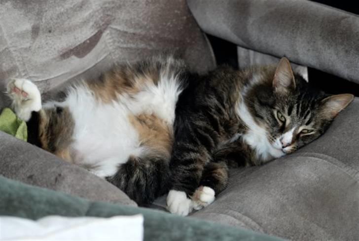 Blanding af racer Ozzi †R.I.P† billede 12