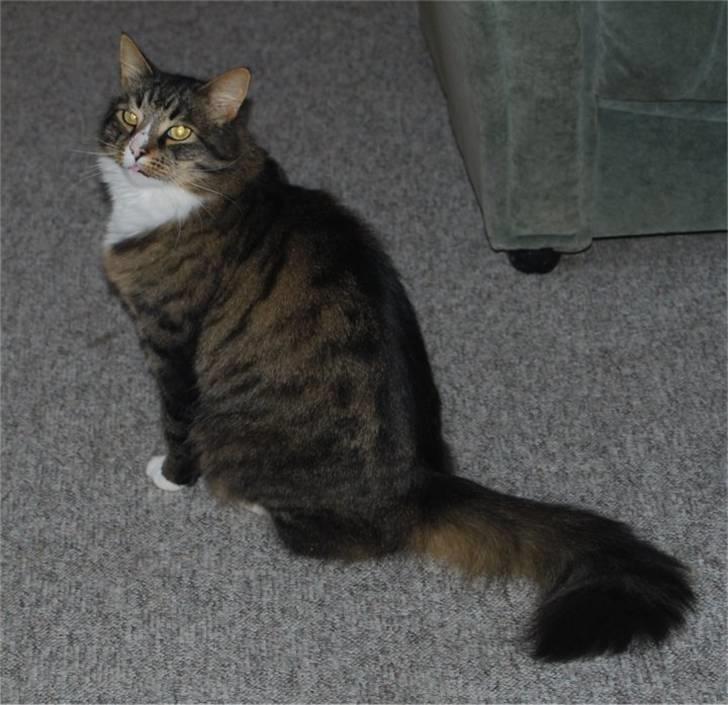 Blanding af racer Ozzi †R.I.P† billede 13