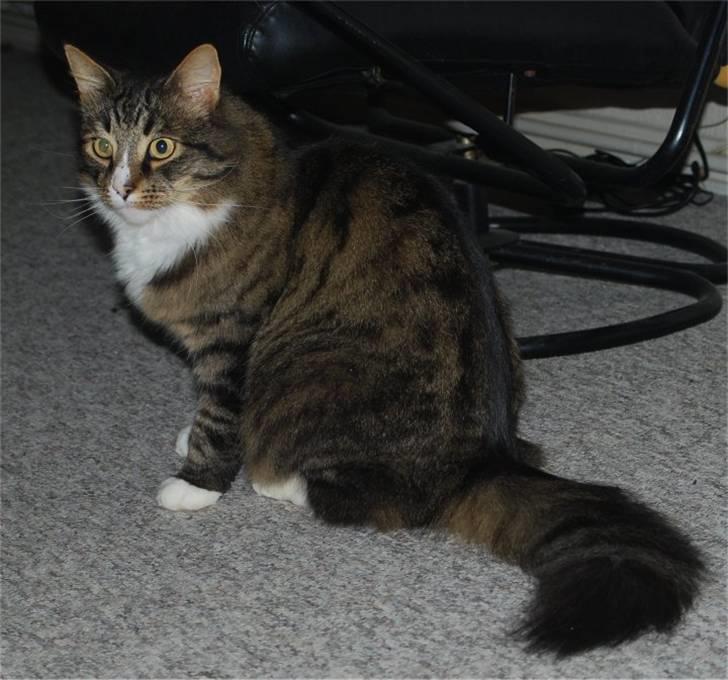 Blanding af racer Ozzi †R.I.P† billede 16