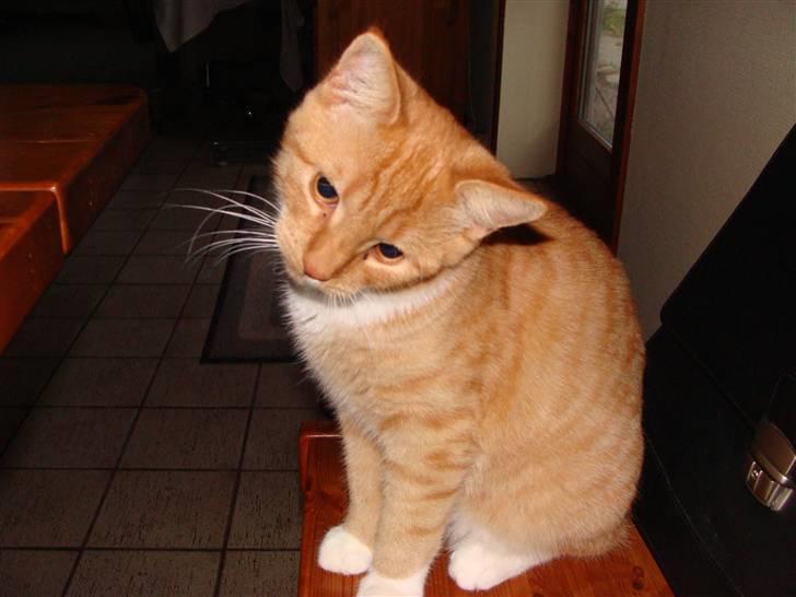 Huskat Killingen Prop 09 billede 15