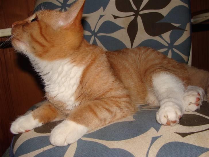 Huskat Killingen Prop 09 billede 16