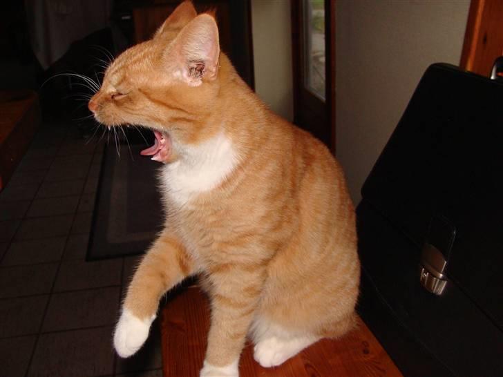 Huskat Killingen Prop 09 billede 17