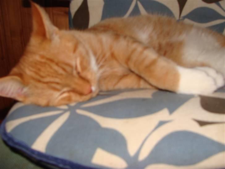 Huskat Killingen Prop 09 billede 18