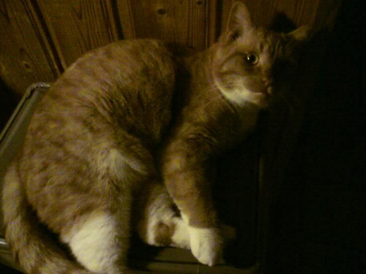 Huskat Killingen Prop 09 - Nyeste af ham - dec 2010 :) billede 19