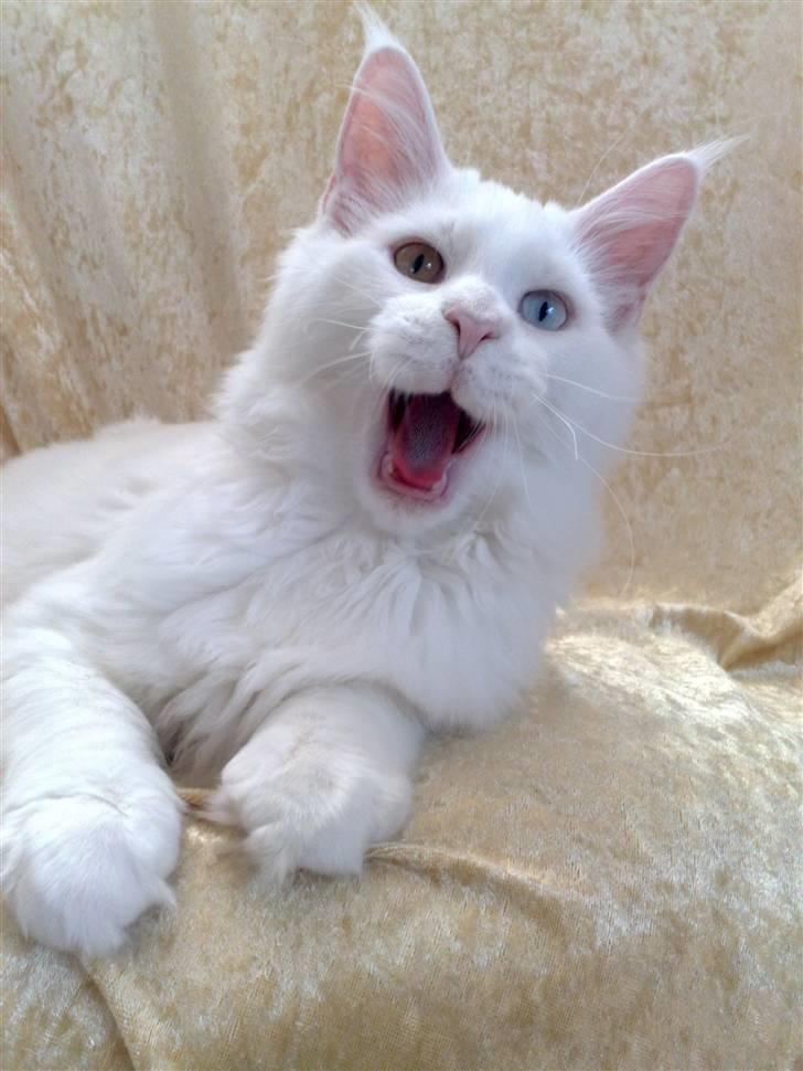 Maine Coon Pumba - Gaaaab man. altså hvor længe skal jeg ligge her. 17.10.2009 billede 13