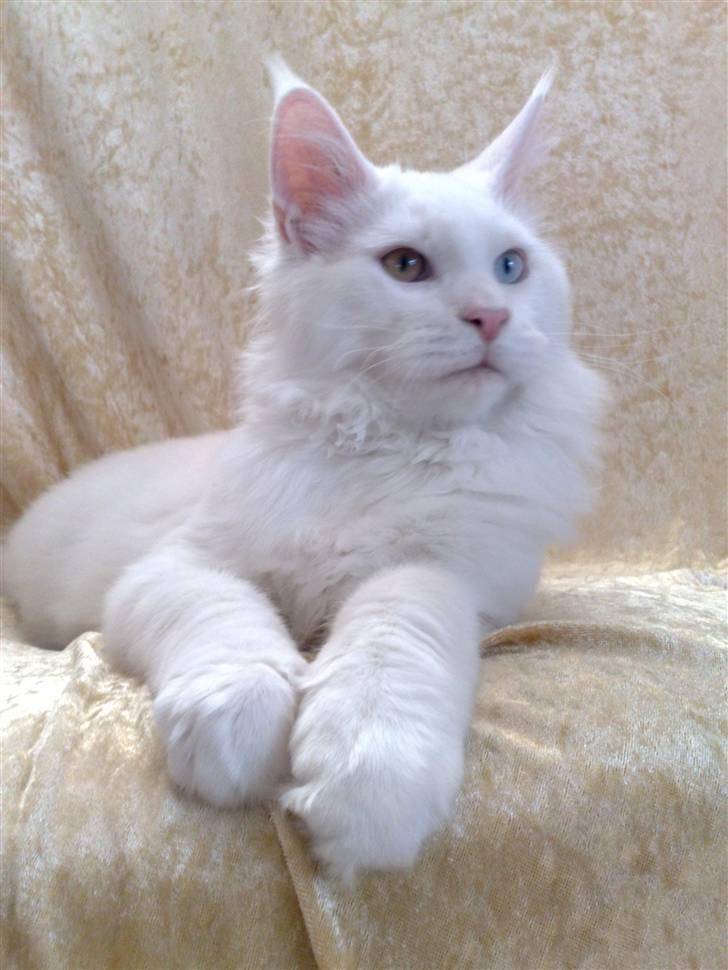 Maine Coon Pumba billede 14