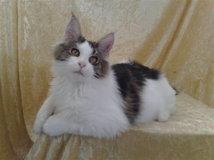 Maine Coon Timon - Mig selv. Kan godt lide at lege fotomodel. mijauuu :o) billede 15