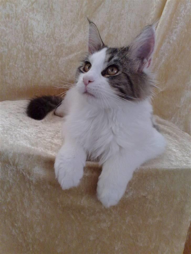 Maine Coon Timon billede 16