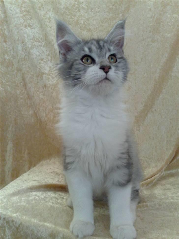 Maine Coon Nala - 17.10.2009 billede 13