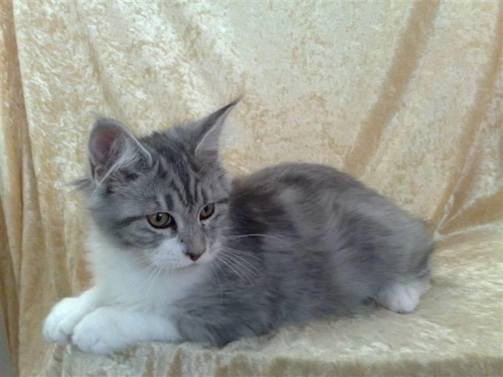 Maine Coon Nala billede 14