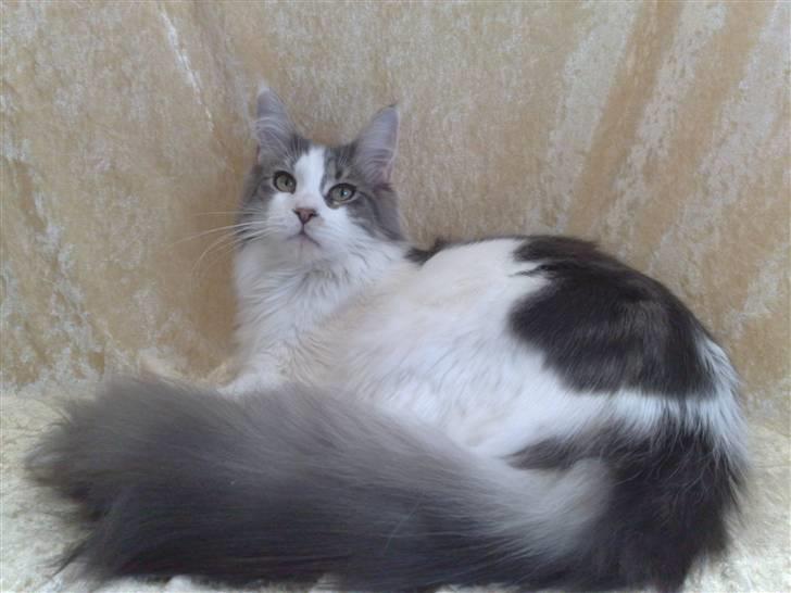 Maine Coon Bianca - Er ved at være en stor pige.  Jeg har fået mig noget af en stor fin hale. 17.10.2009 billede 15