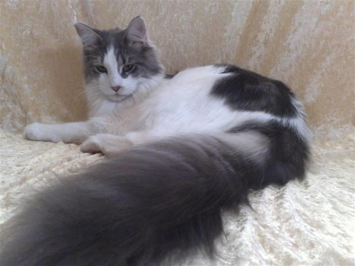 Maine Coon Bianca billede 16