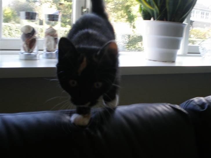 Huskat FredeBo's TulleRosa - Rosa på vej ned af vinduet billede 12