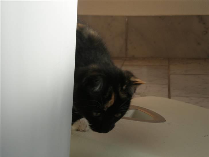 Huskat FredeBo's TulleRosa - Hmmm.... gad vide billede 13