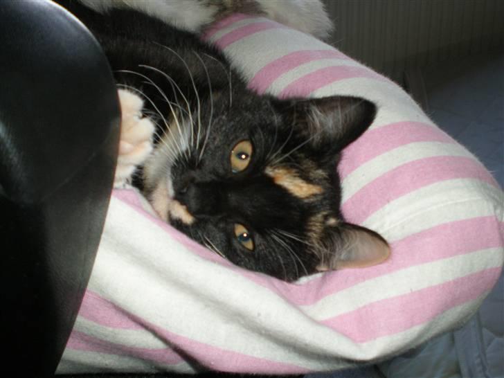 Huskat FredeBo's TulleRosa - Snooork....zzzzzzzzzZZZZZZZZZZZZzzzzzzzzzz................. billede 14