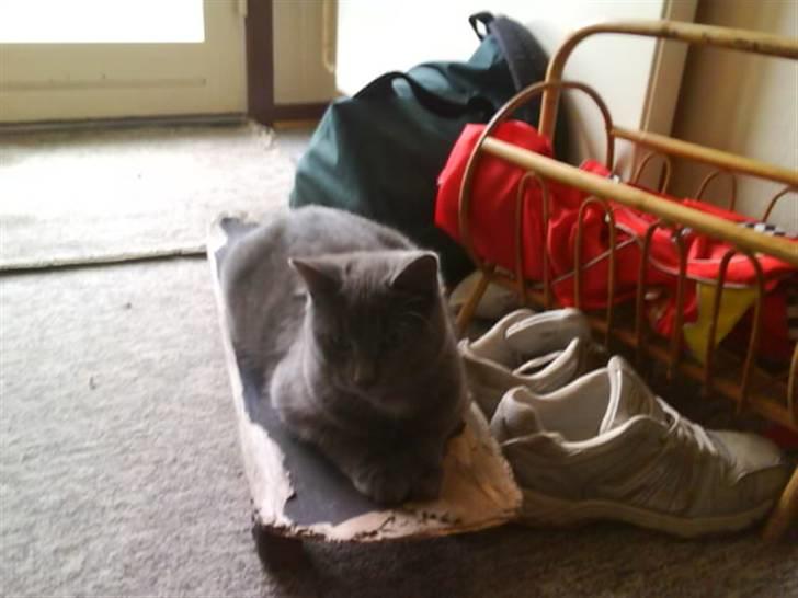 Huskat Bølle ( Død )  - du må ikke få dit skateboard igen.. det mit nu billede 11