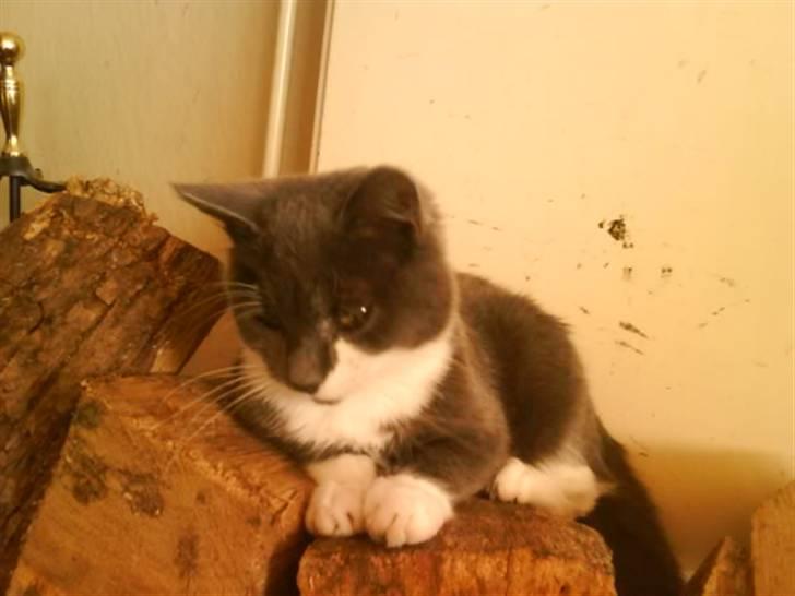 Huskat Laban ( Solgt )  billede 12