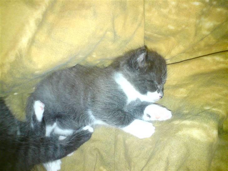 Huskat Kaizer R.I.P. - 1 mdr. billede 17