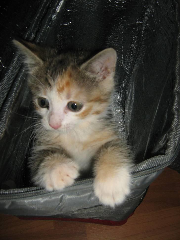 Huskat Cecil billede 17