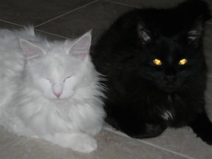 Maine Coon pelle - her er jeg sammen med min pige:-) billede 1