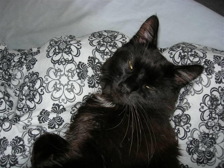 Maine Coon pelle - godt nok sover jeg, meen jeg kan da lige smile til fotografen billede 2