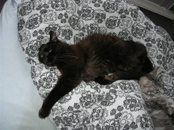 Maine Coon pelle - nu vil jeg sove billede 3