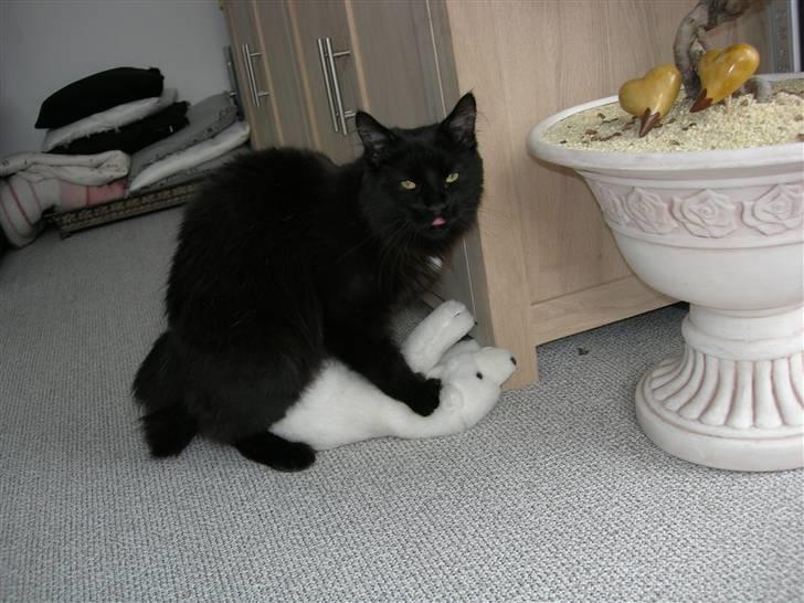 Maine Coon pelle - hovsa, det var da vist en bamse og ikke damen billede 4