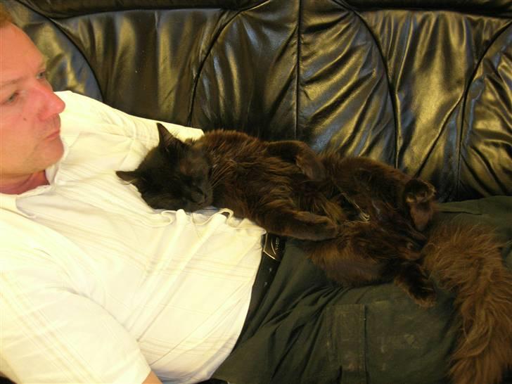 Maine Coon pelle - hvis der er en mave.... så sover jeg zzzzzz billede 5