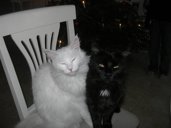 Maine Coon pelle - Her er vi så igen billede 6